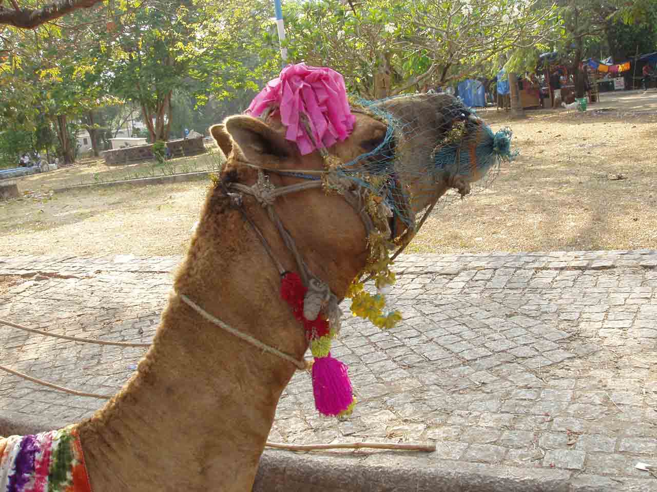 Camel with embellishments