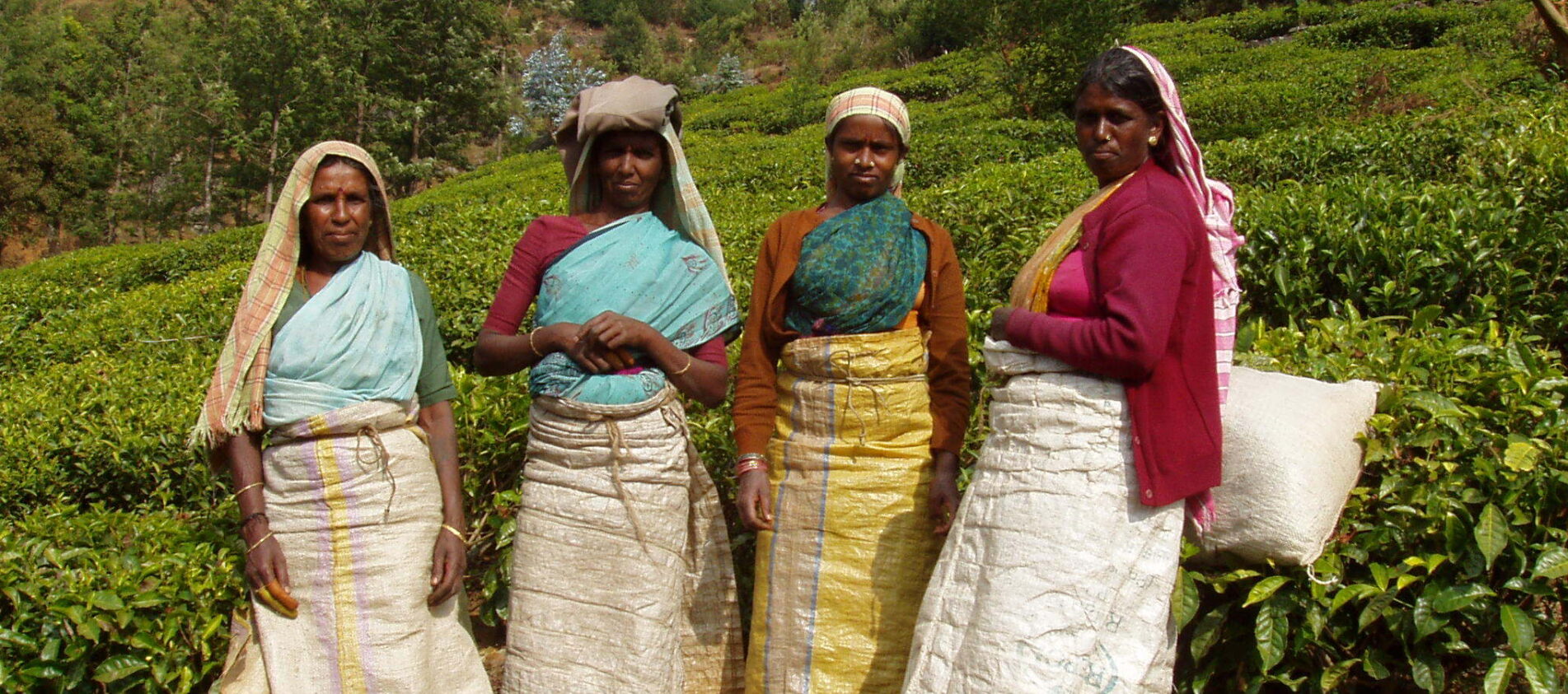 Ooty – Trekking im Teeland