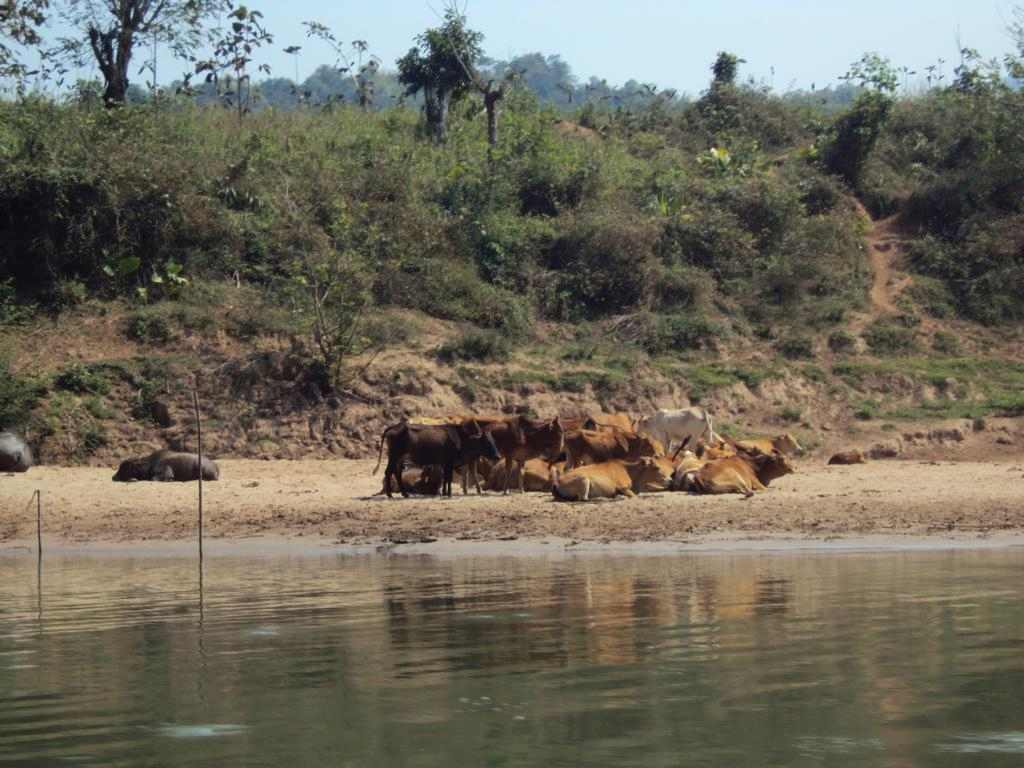 Cows at the shore, sunbathing