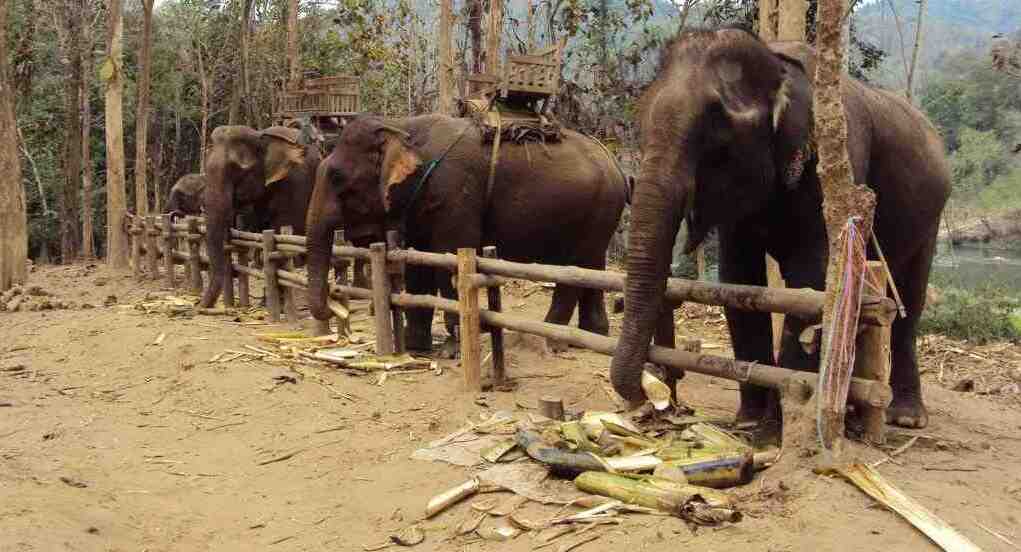 Luang Prabang - Das Schicksal der Elefanten Image2361 Zug