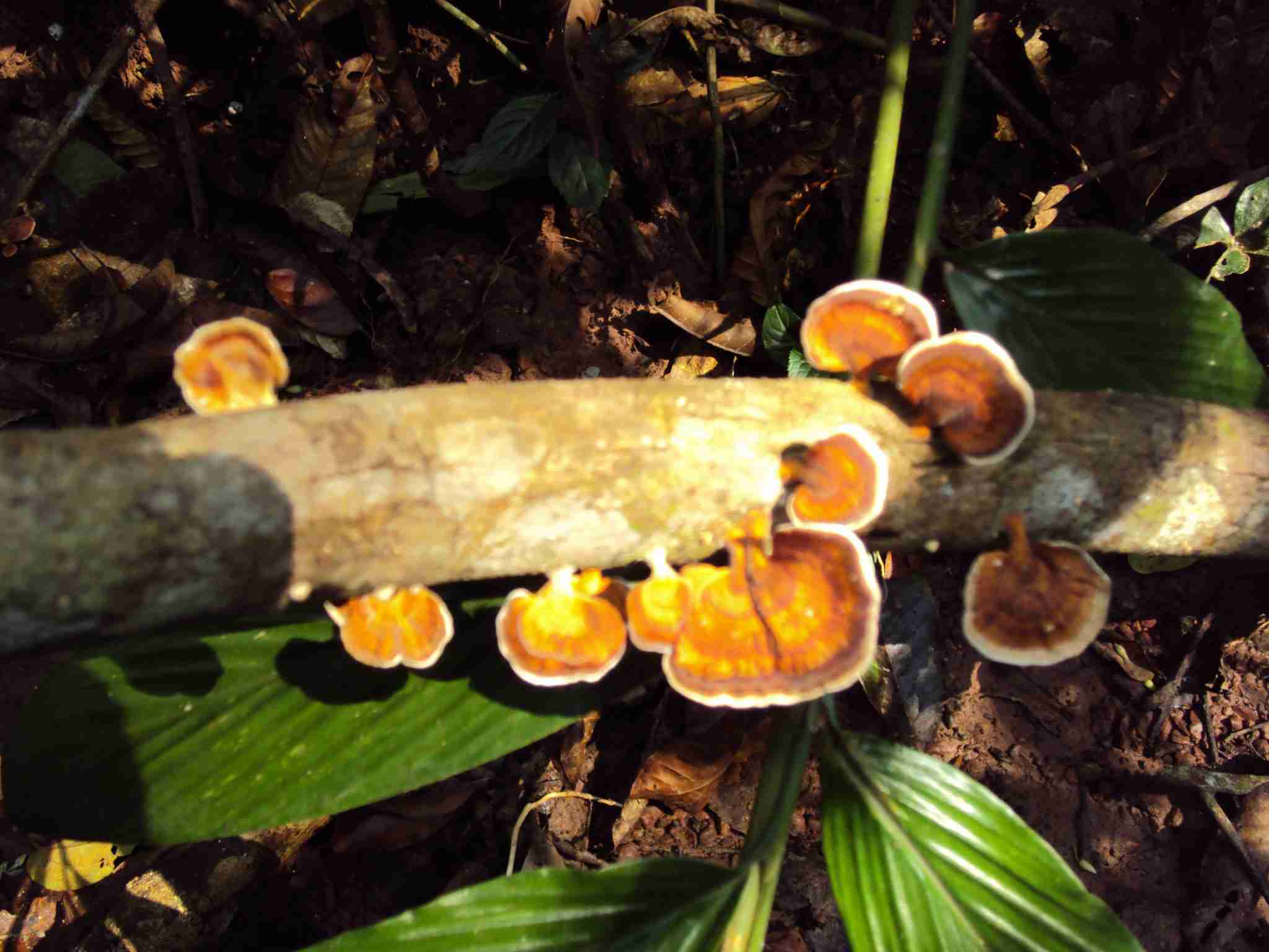 strange mushrooms
