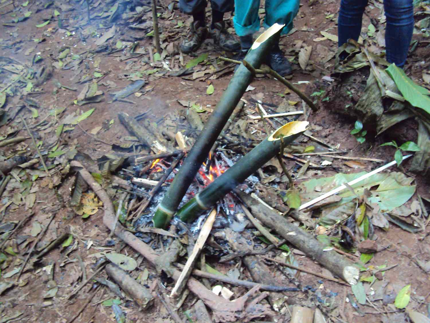 Bamboo as raw material