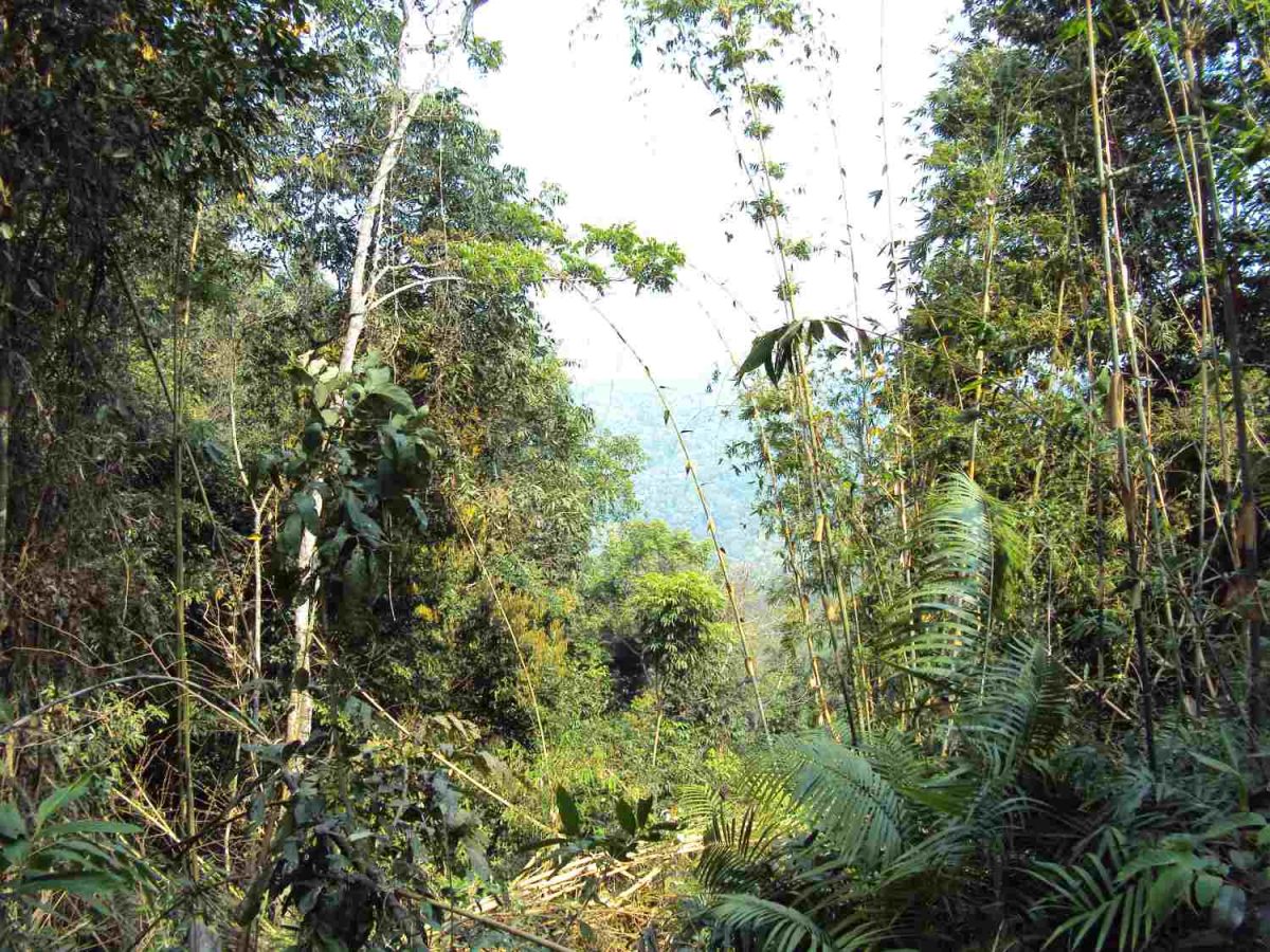 Luang Namptha - Dschungeltrek Neu4026 1200x900