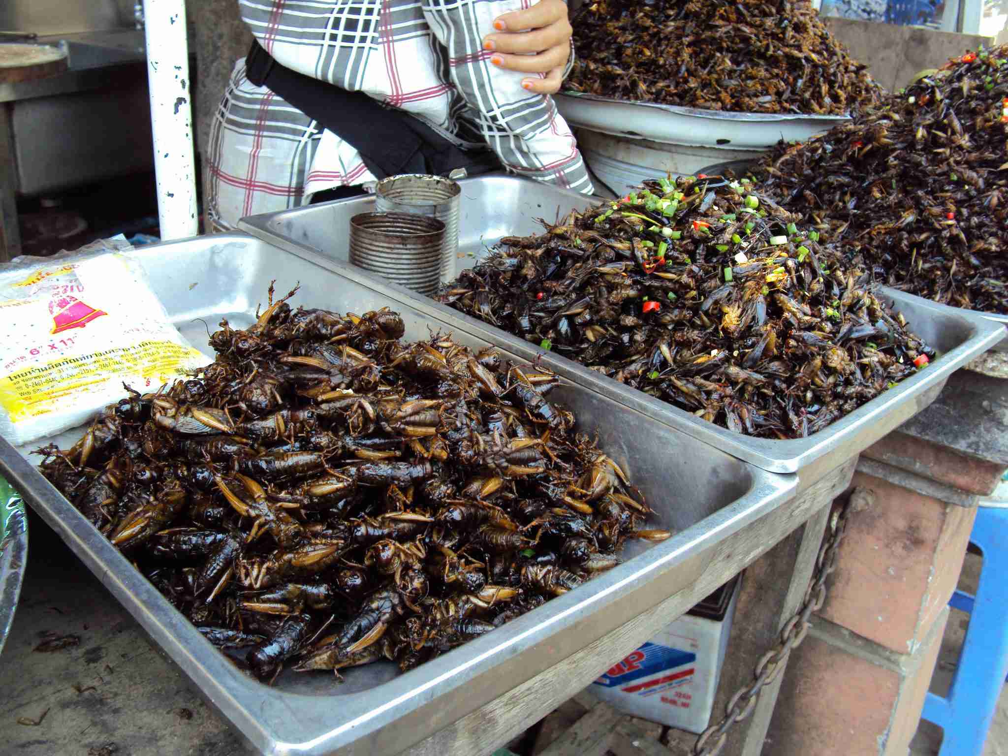 Boiled or grilled beetles, spiders, grasshoppers ...