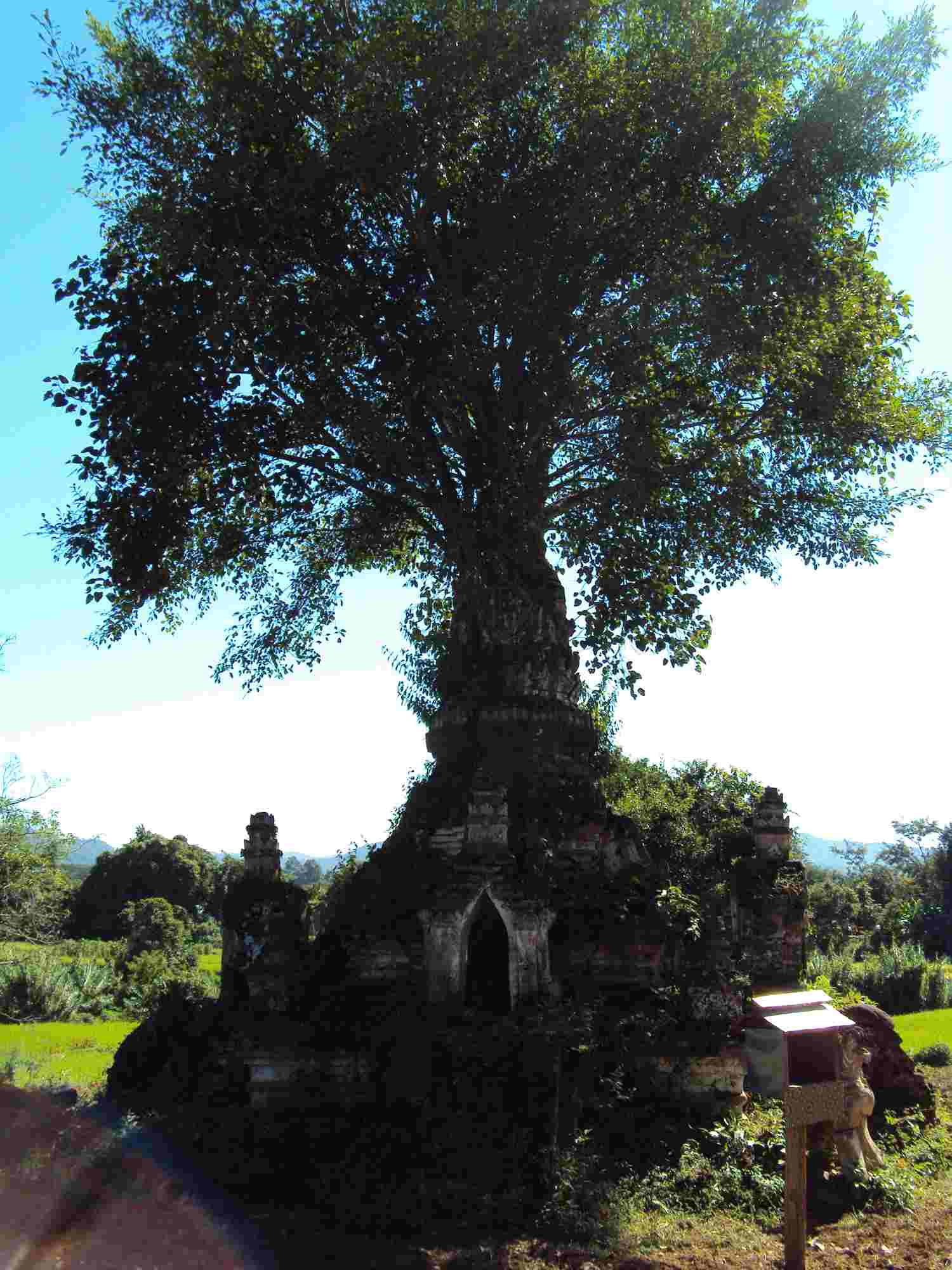Tree growing out of the temple