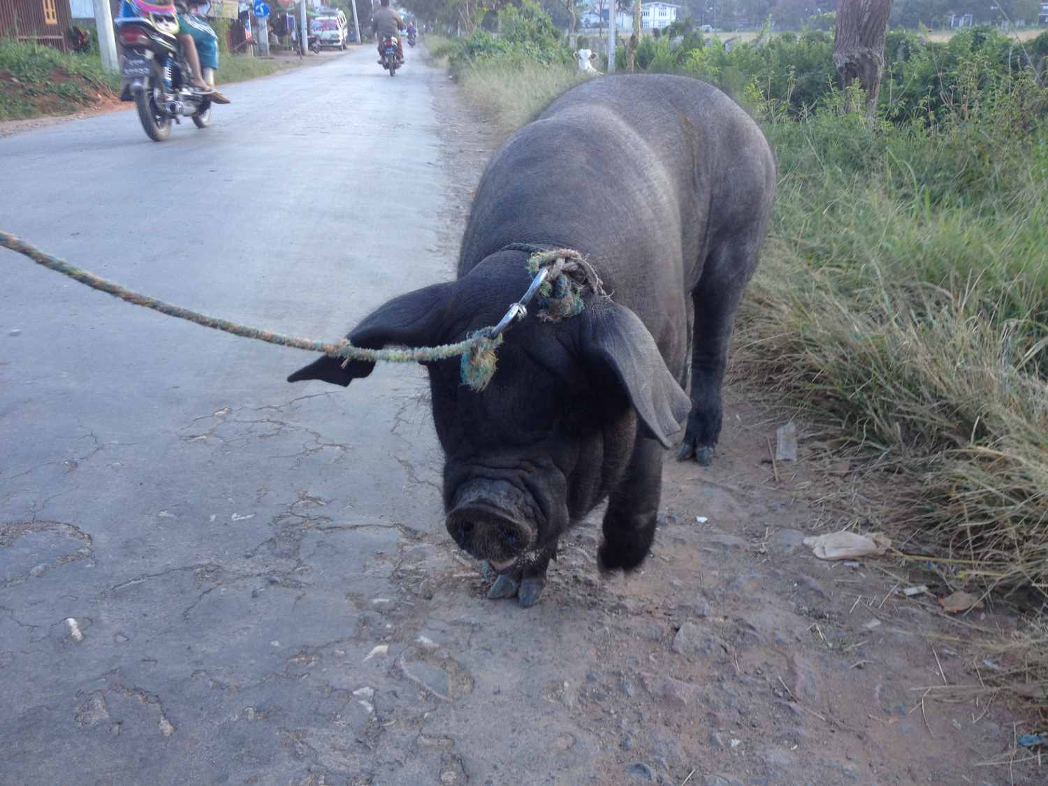 pig at afternoon stroll