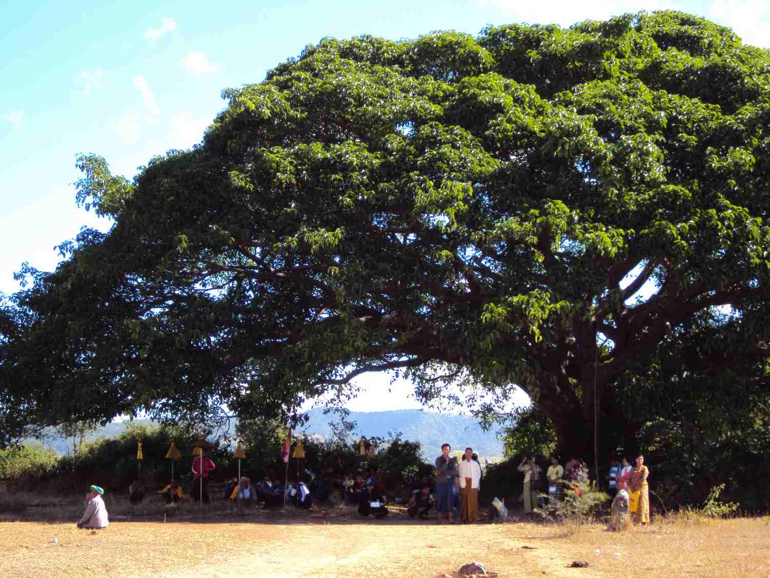 gathering of the believers below tree shade