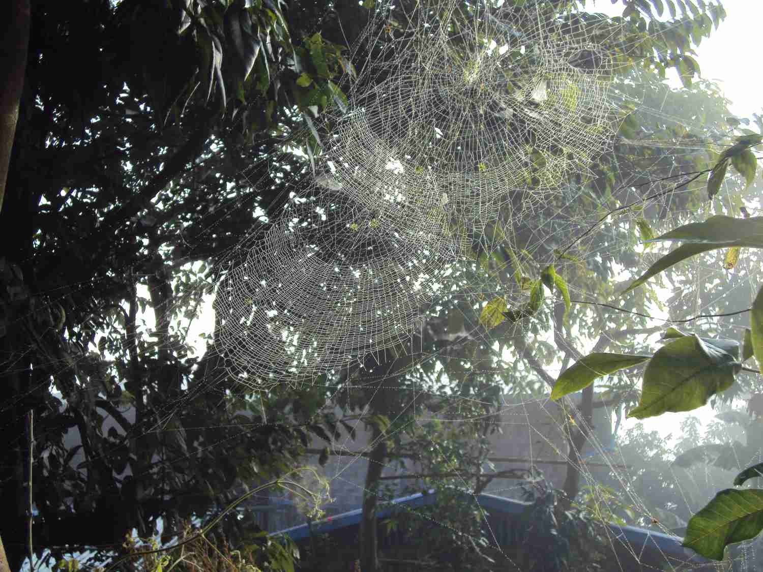 Spider webs in the trees