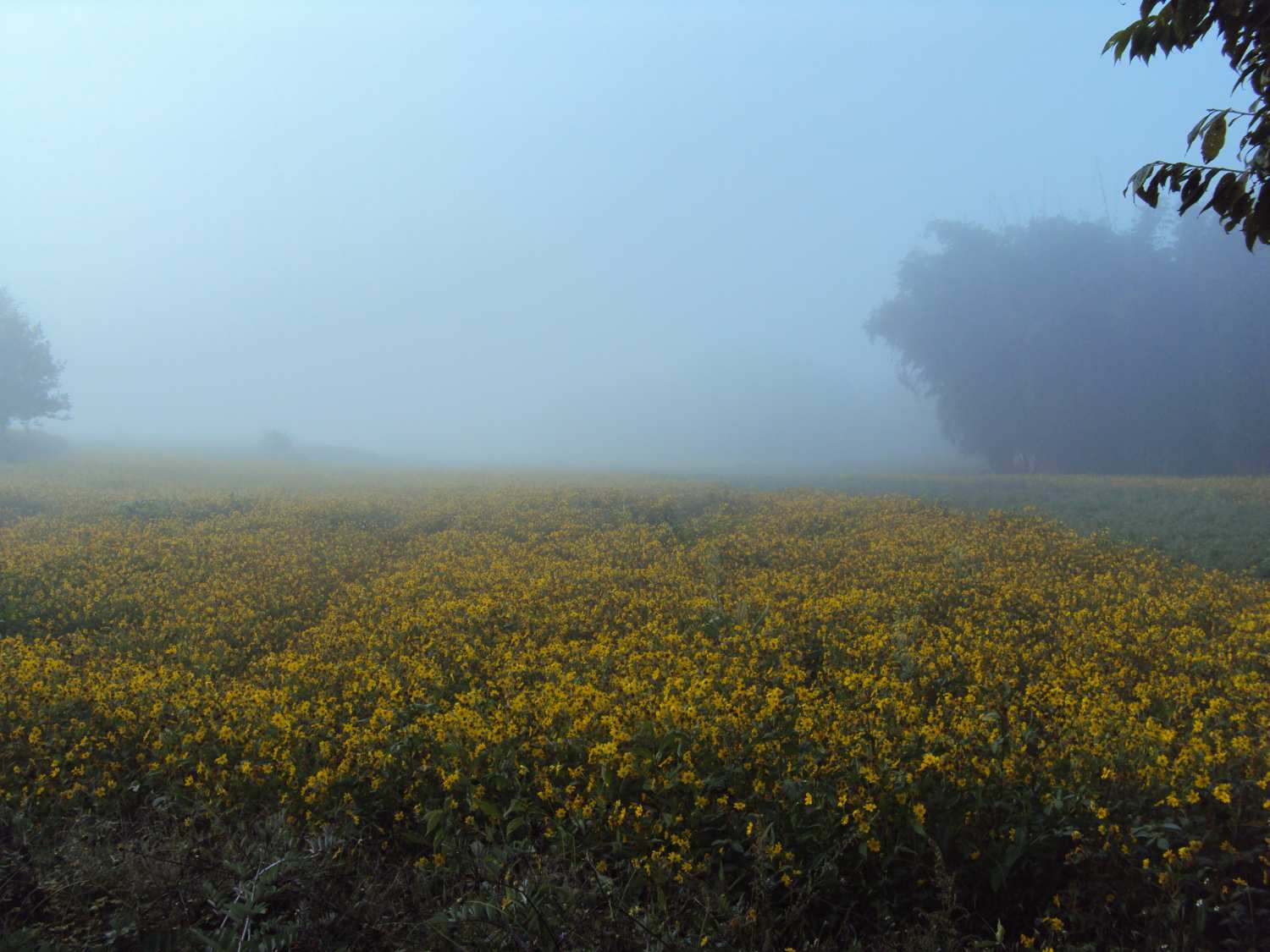 Fields in fog