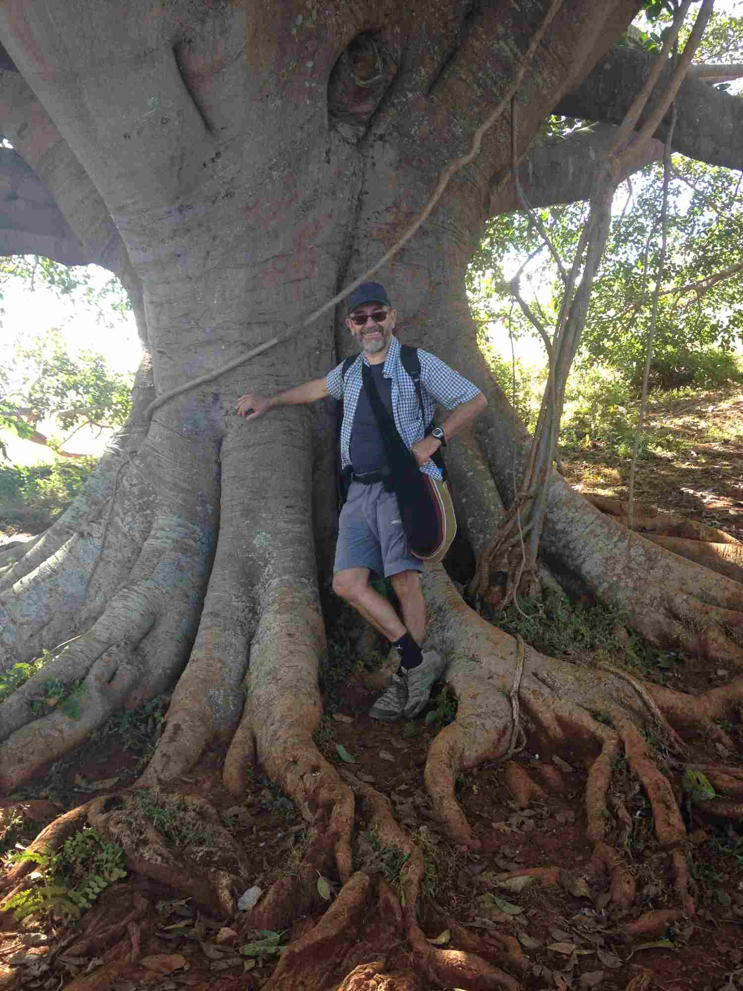 Huge trees and me