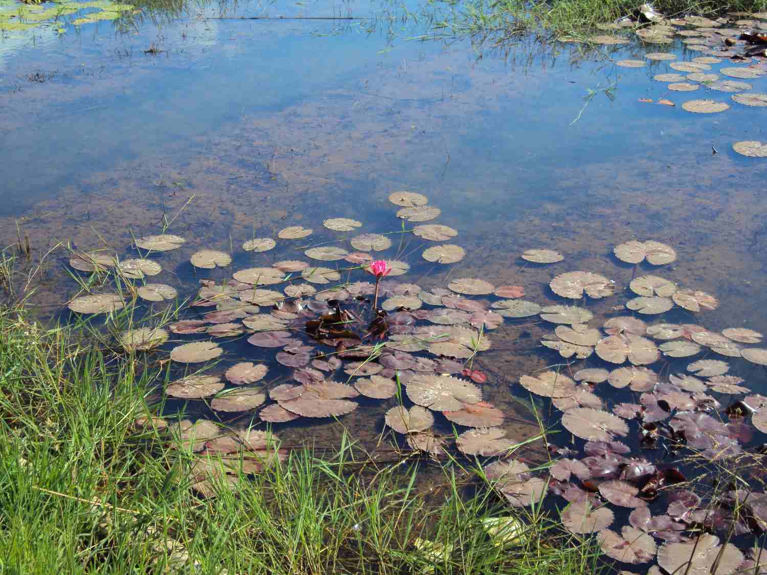 Water lilies in brackish water