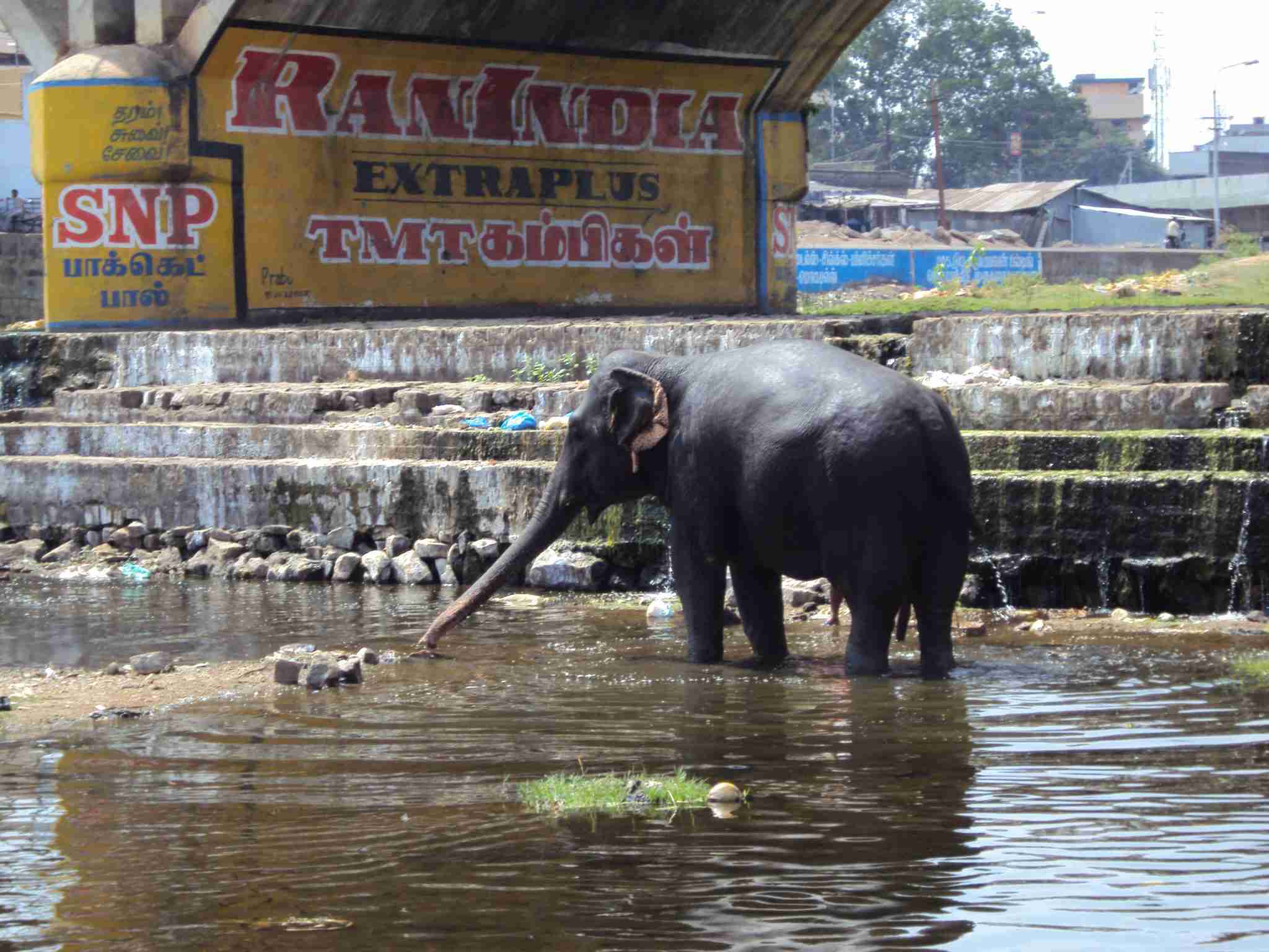 The temple elephant being washed