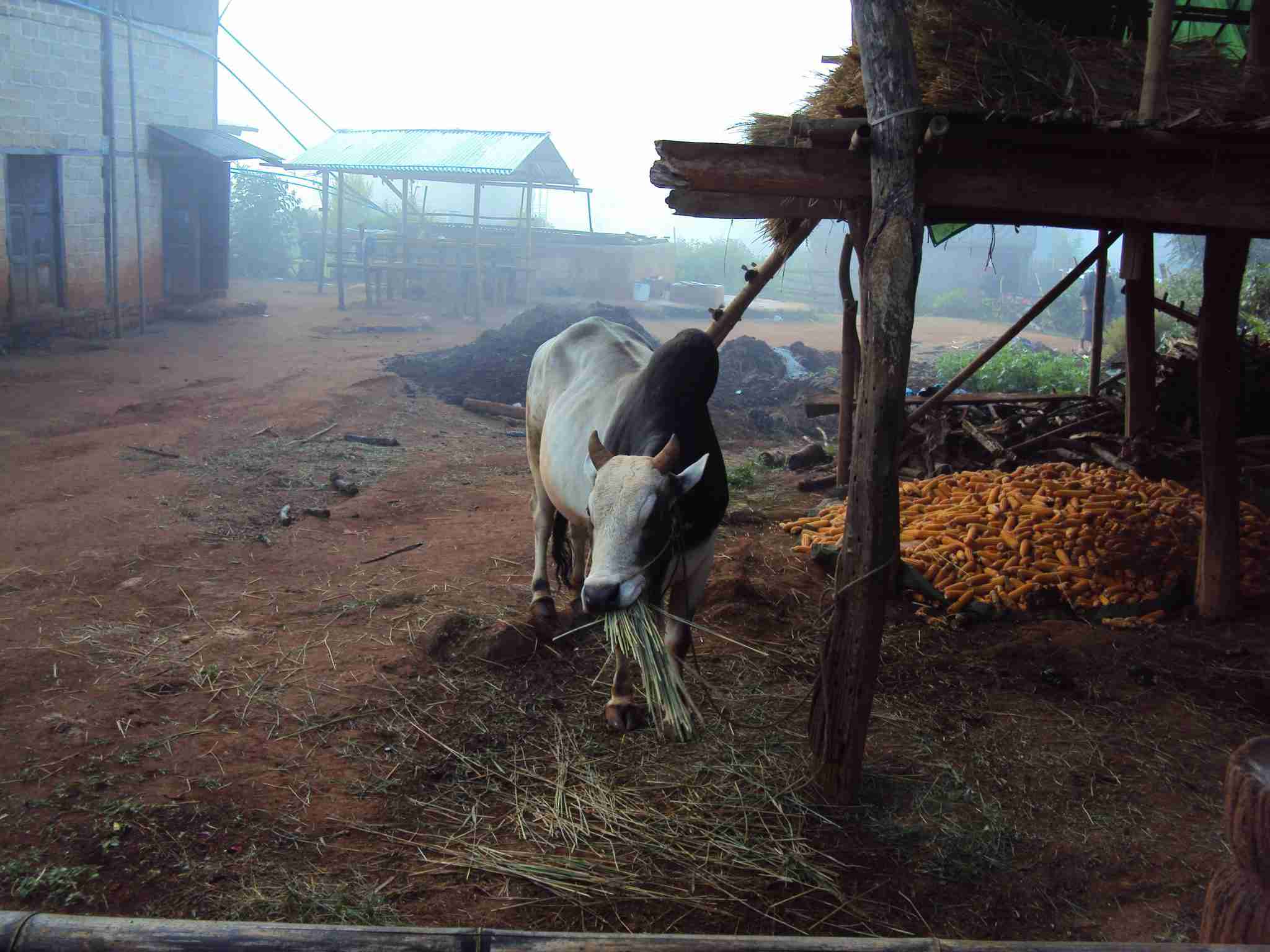 Cows at breakfast