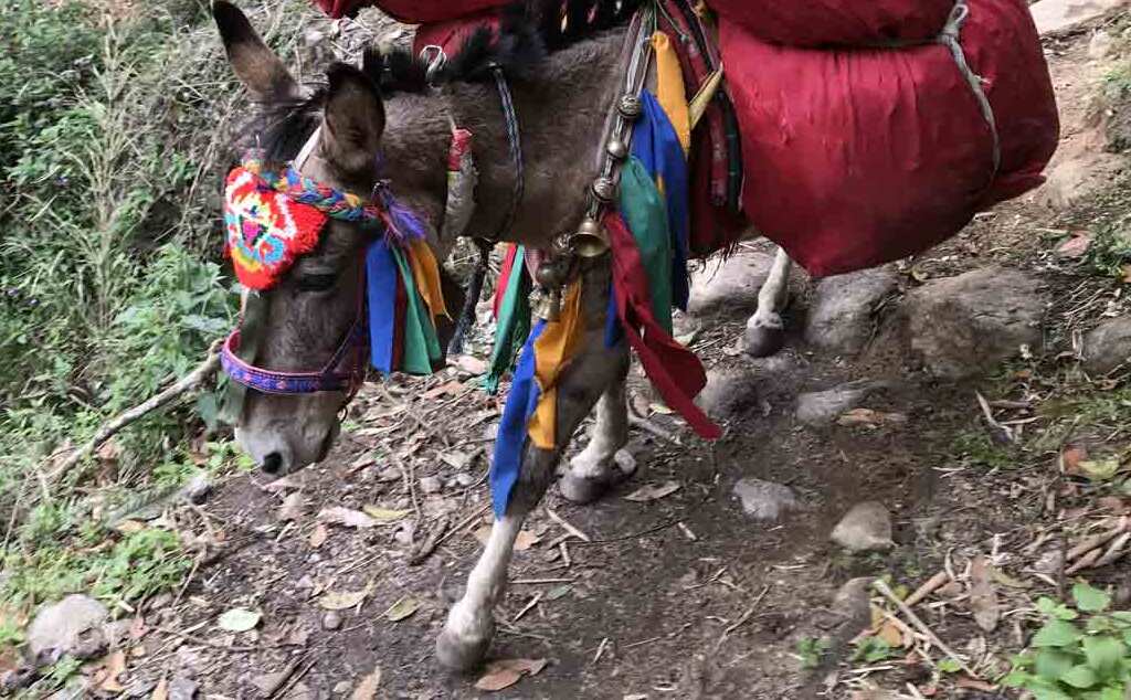 Langtang Trek Tag 2 - Kalter böser Berg Nepal 126 11 Zug2