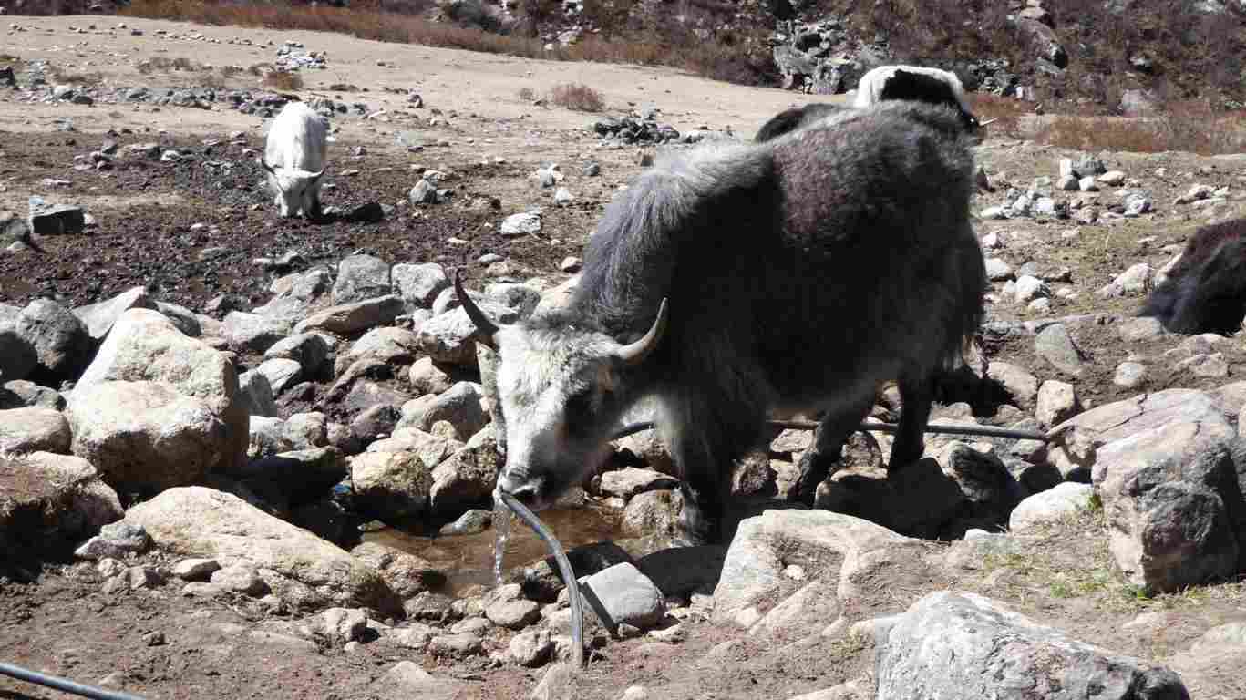 Dzopkes - a mixed breed of yaks and cows