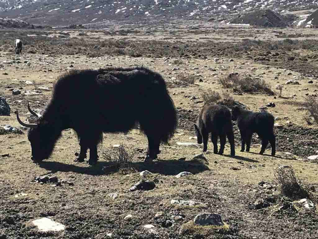 The yaks find something to eat where there seems to be nothing
