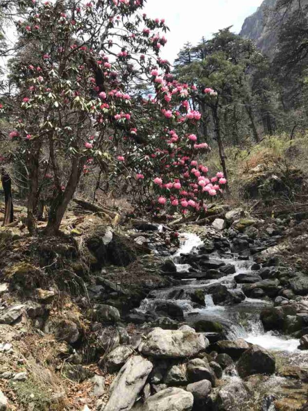 Creek with Rhododendrons