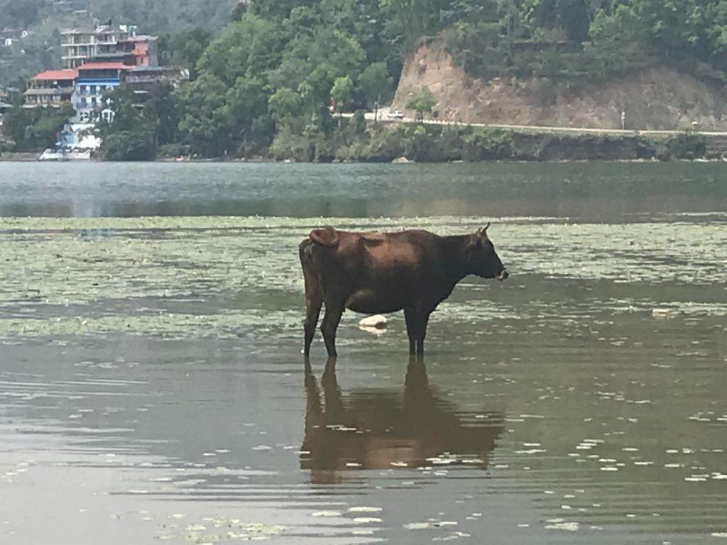 Cow on the lake