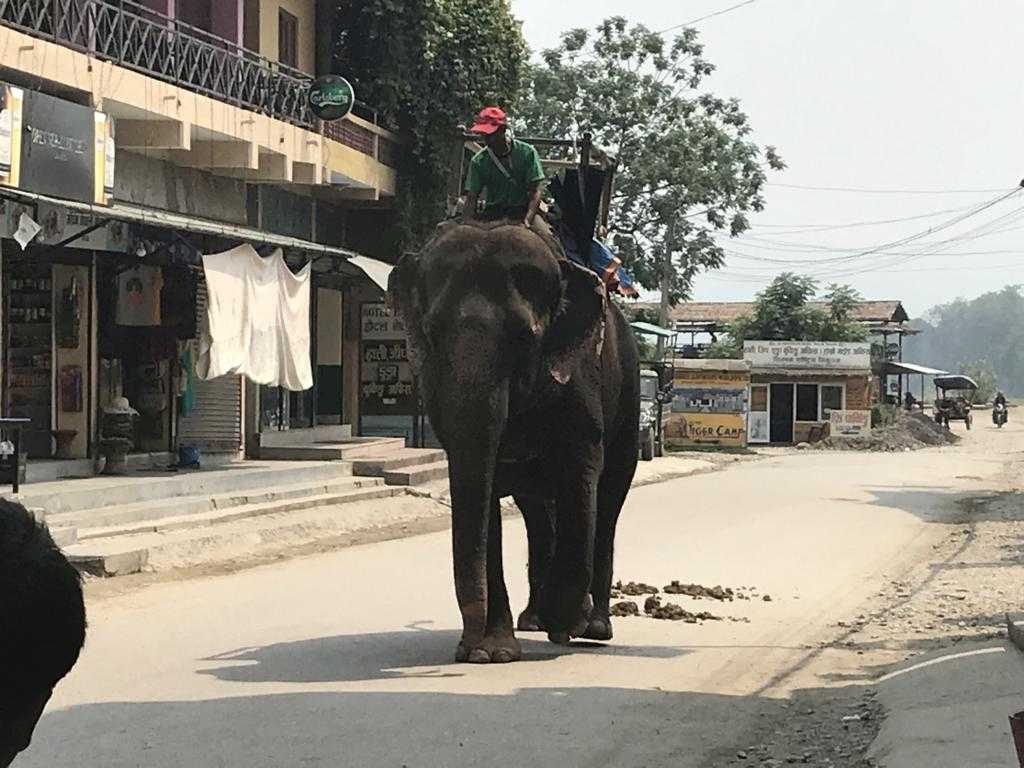 My first elephant in Sauraha