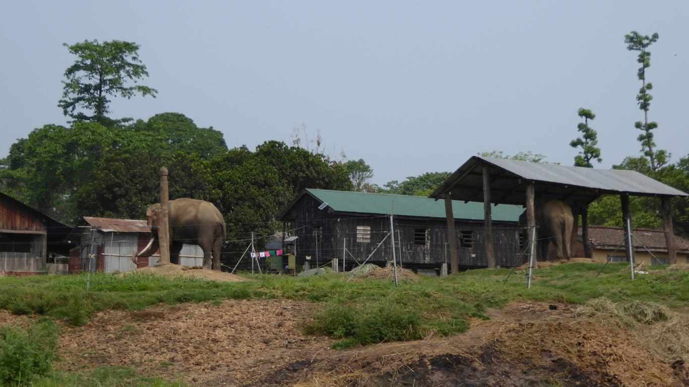 The elephant camp is spacious; it accommodates at least twenty handsome elephants