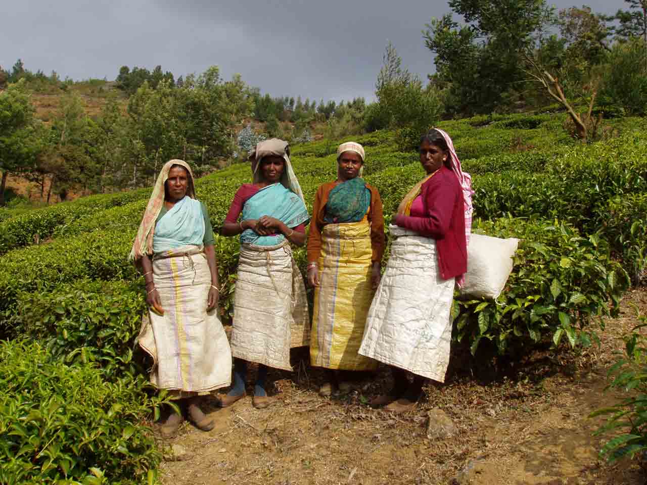 Women working on the tea fields