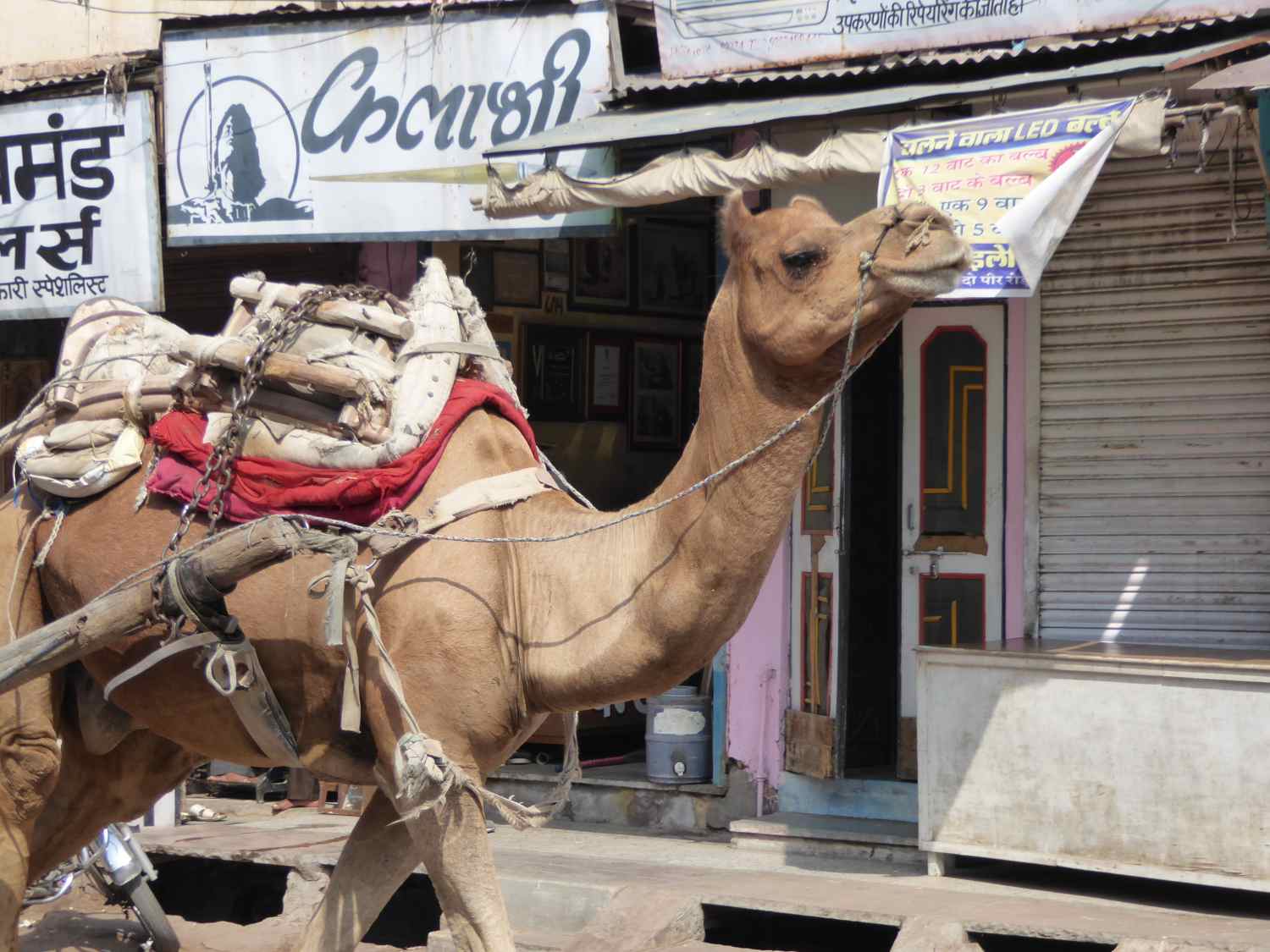Camel on Bikaner Street