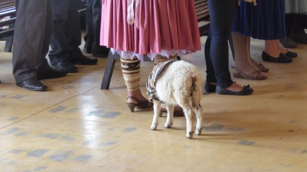 Sheep at mass