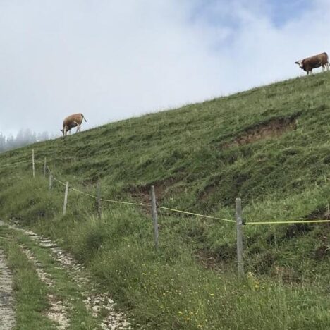 Der Alpenpanoramaweg – Die Berge bleiben zurück