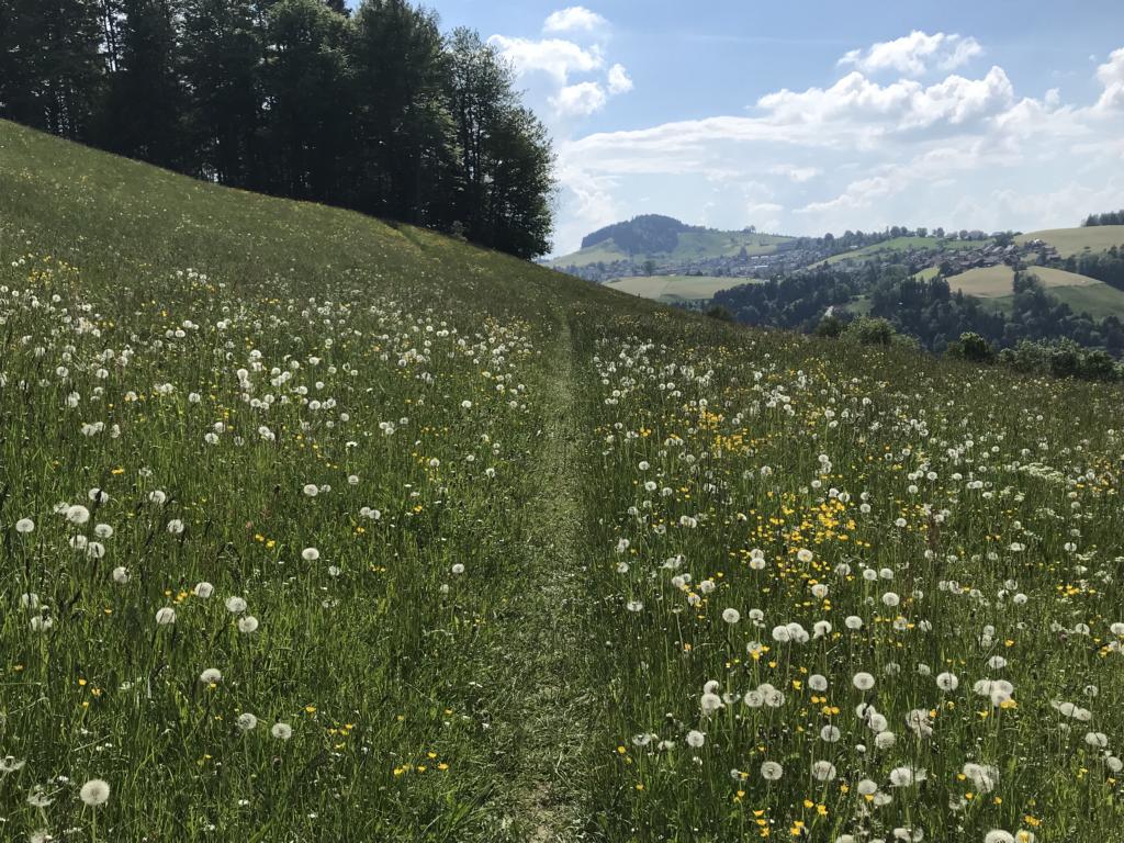 Walk through blossoming meadows