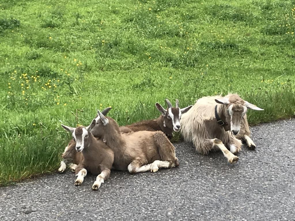 Goats in peace