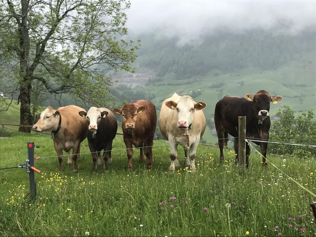 some cows greeting me