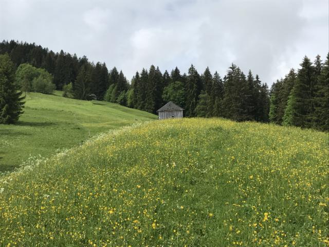 Blooming meadows - again