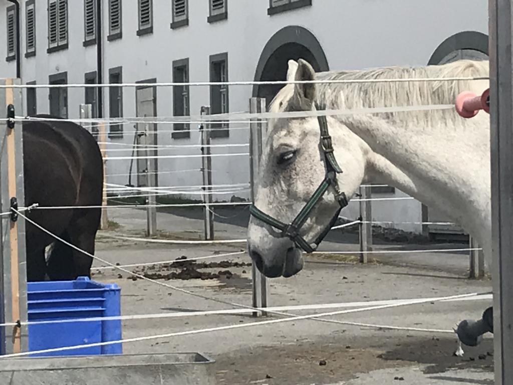 famous horse breeding