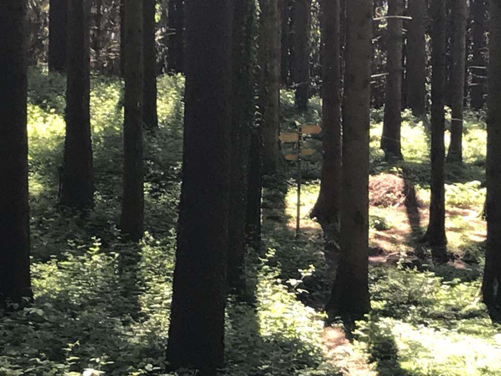 Deep in teh Forest
