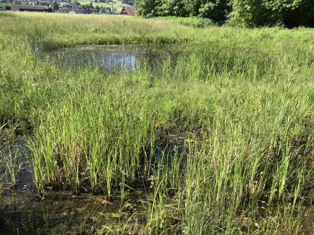 A awesome pond with insects and frogs