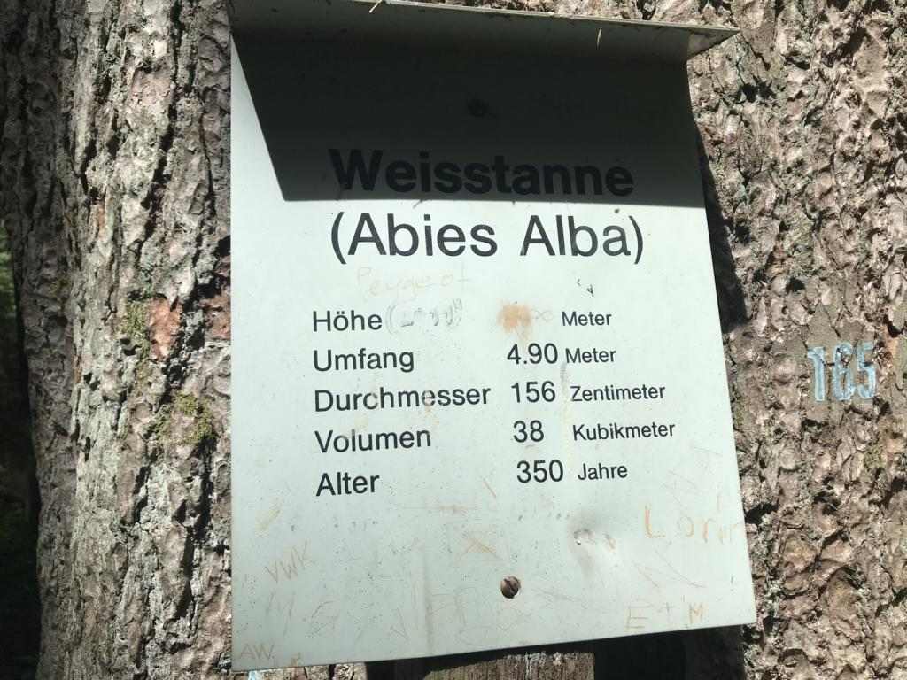 the tallest white fir in Switzerland