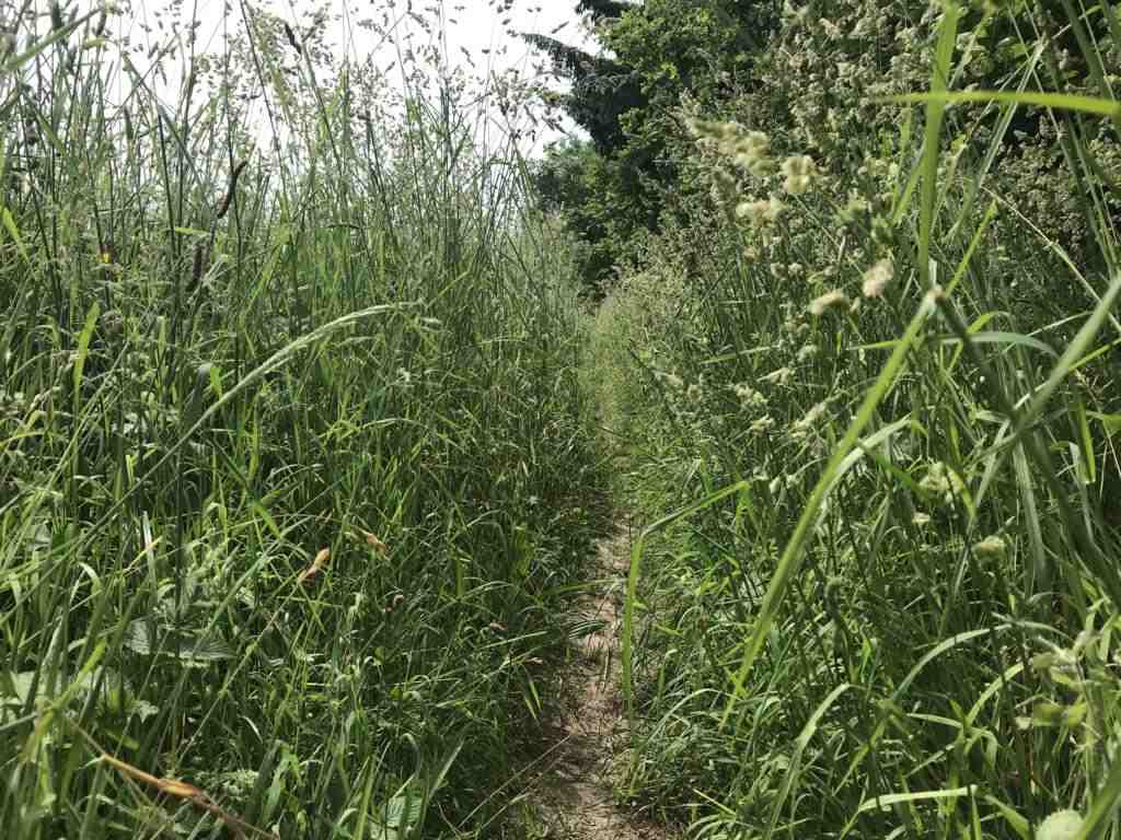 Walking through high grass