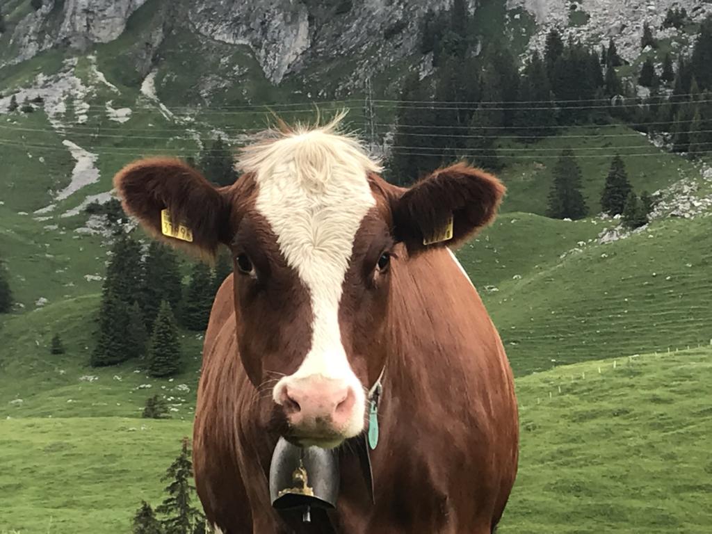 Such a lovely cow