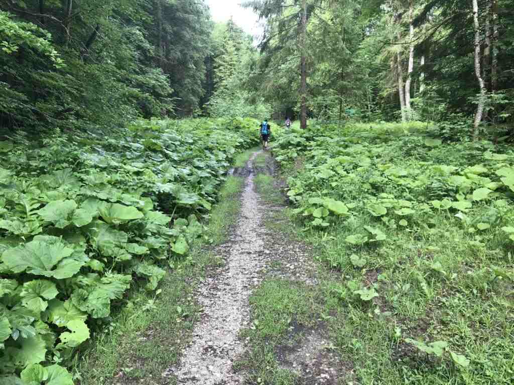 Walking through a green world