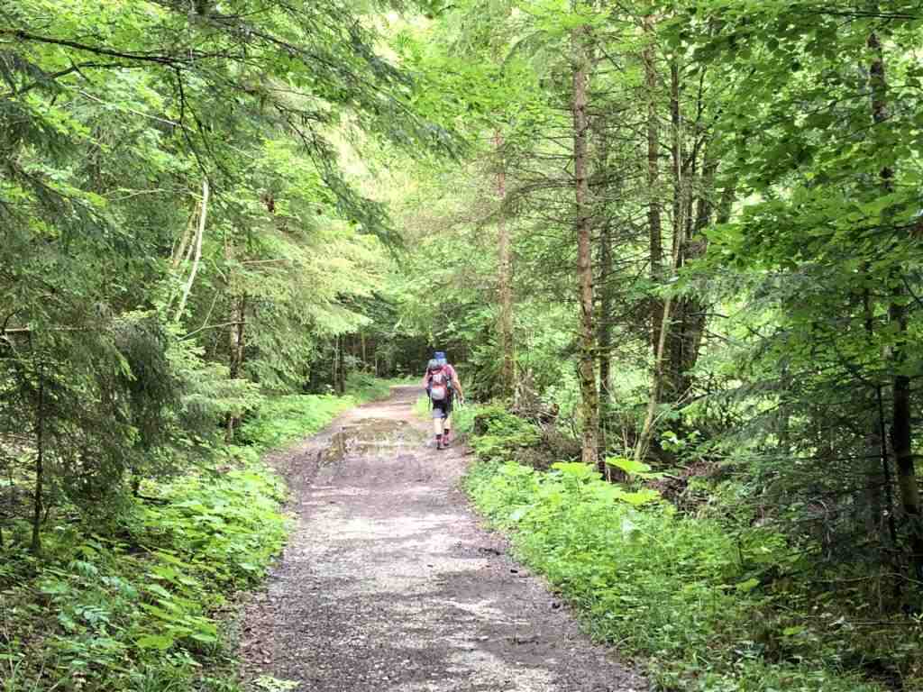 Through dense forest