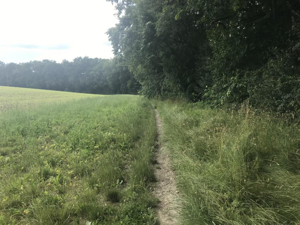 ... but then again along the forest on beautiful paths
