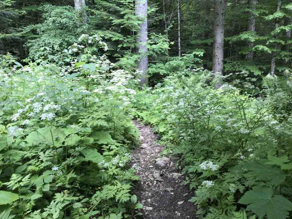 Path through dense forest
