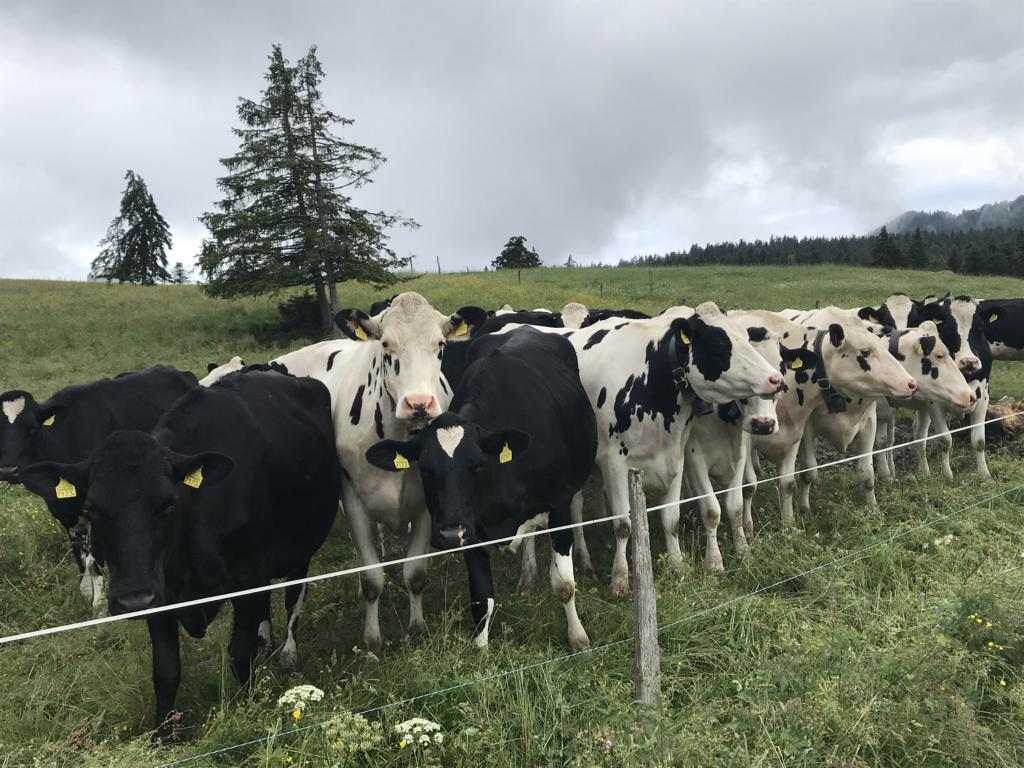 Black and white cows greeting me at the fence