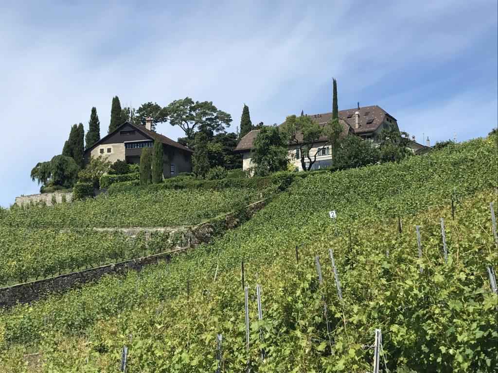 Houses like fortresses in the middle of the vineyards
