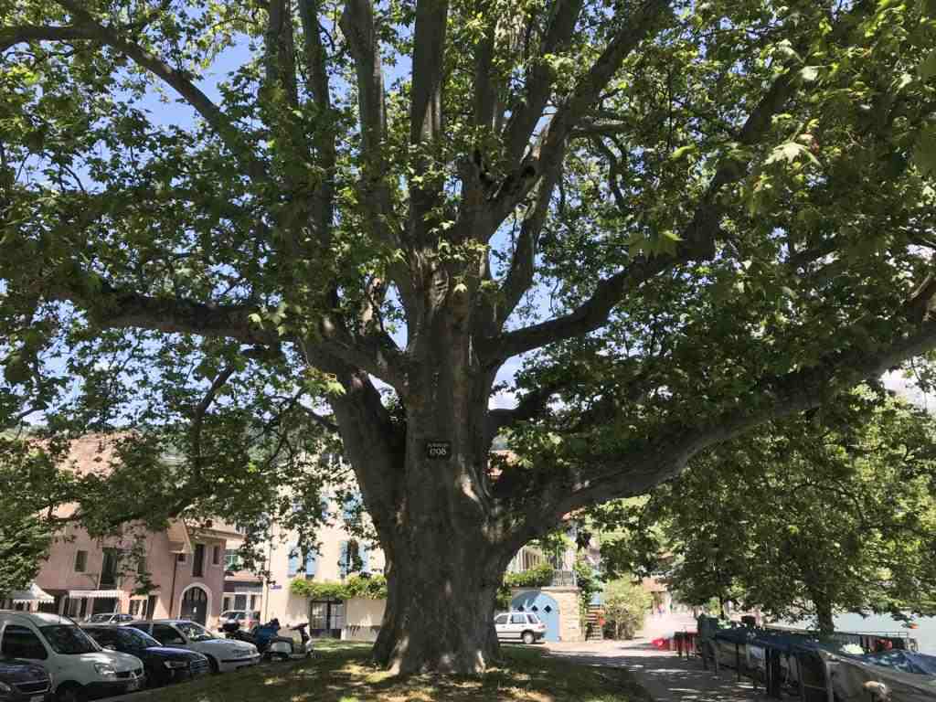 A very old tree, planted in 1798