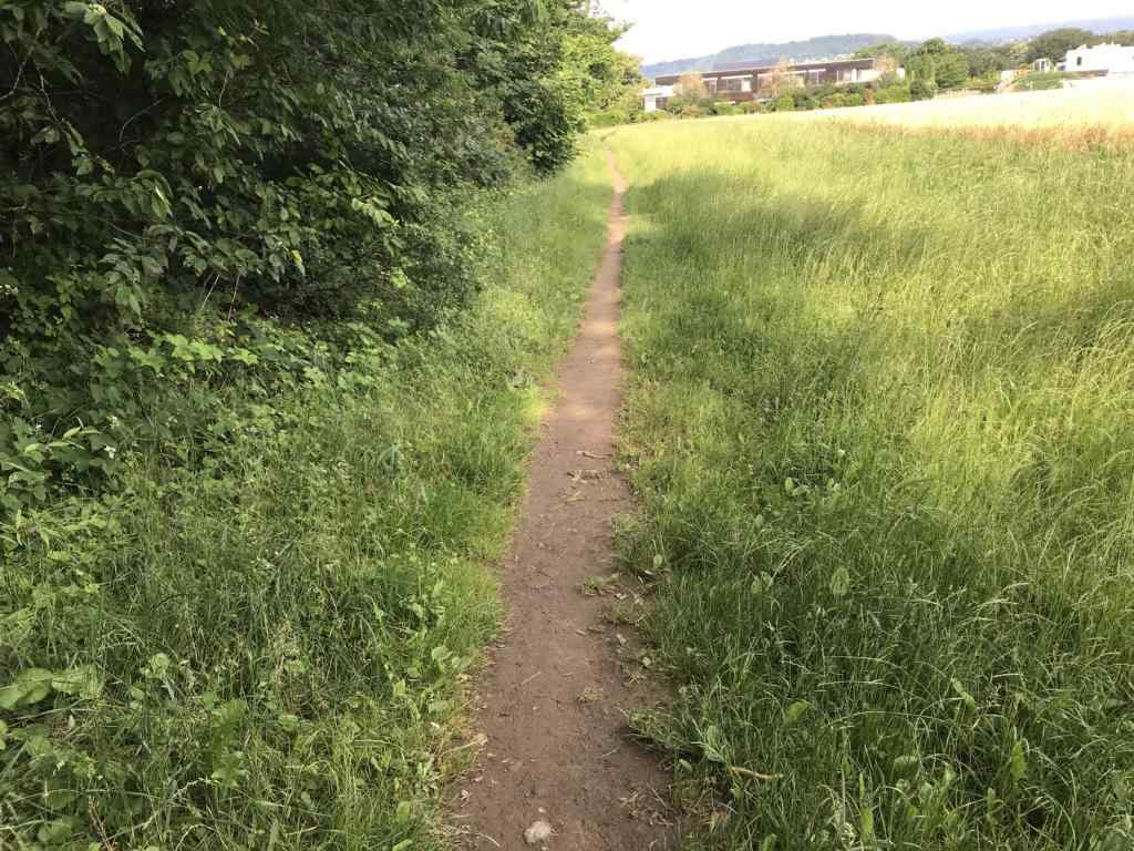 Path along woods and meadows