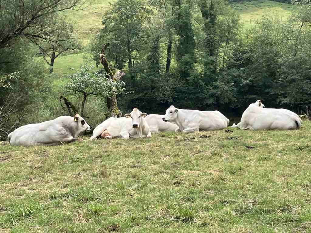 White cows - bored cows