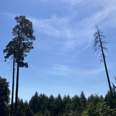 Trans Swiss Trail – Die wiegenden Bäume