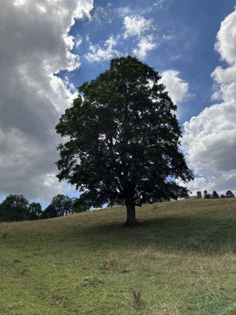 A tree points the way upwards