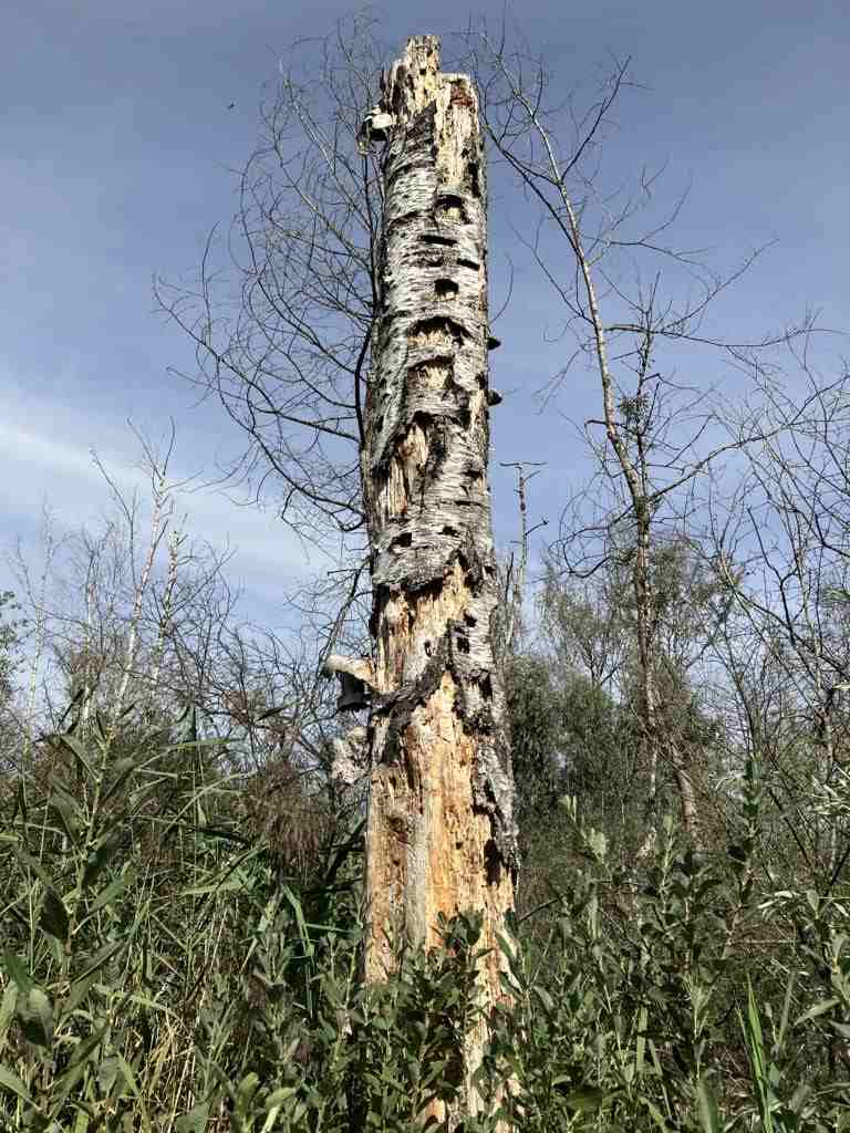 A tidbit for woodpeckers